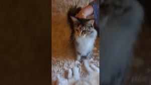 Покупка котёнка  Мейн-кун в питомнике.