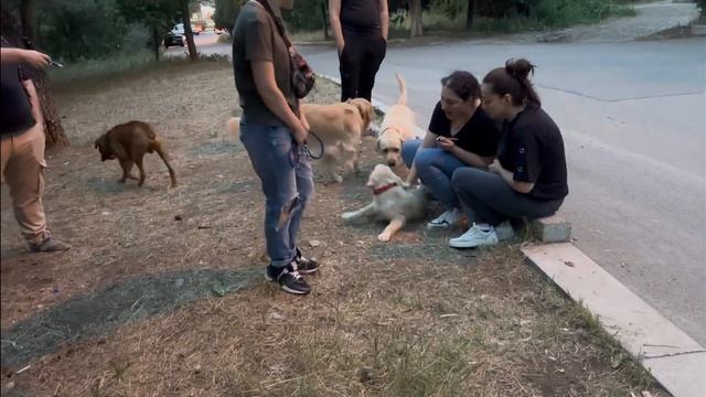 Ника знакомится с собаками. Очень страшно смотреть онлайн