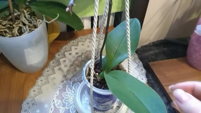 Обзор цветущих? комнатные растения в декабре ☃️2022г?️ Зима☃️?️, цветы?❄️⛄...! смотреть онлайн