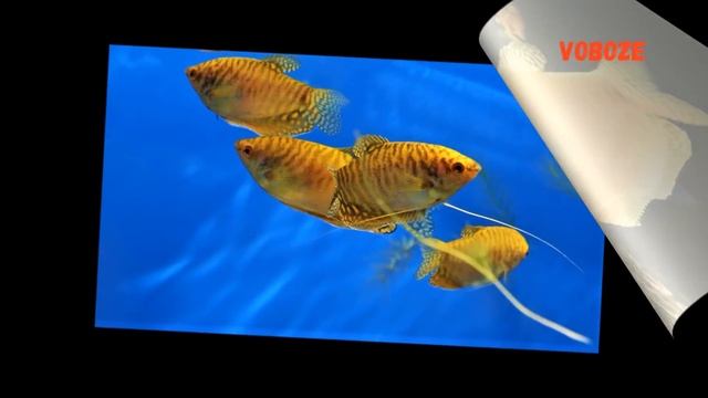 Аквариумные рыбки. Гурами Золотой. Содержание, размножение, совместимость смотреть онлайн