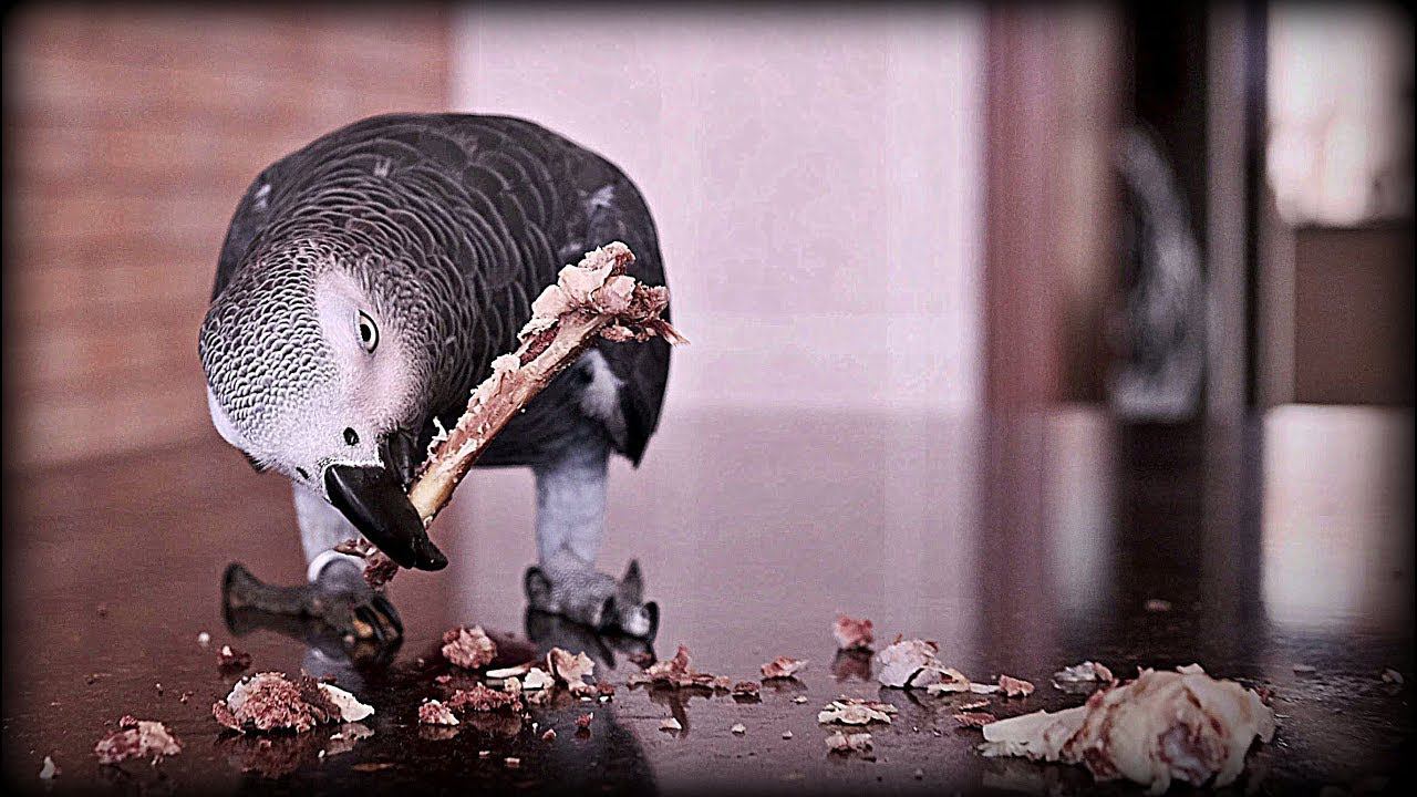 ШОК!!! ПОПУГАЙ ЕСТ СЕБЕ ПОДОБНЫХCANNIBAL PARROT
