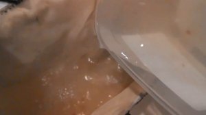 Как содержать, разводить Аулофорус (лат. Dero furcata)