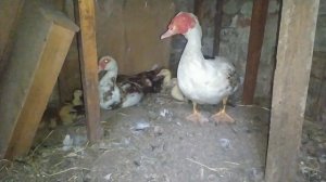 Индоутки:как селезень относится к утятам)))