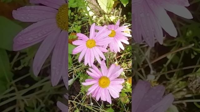 Пиретрум (pyrethrum).?