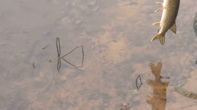 надо и отпускать иногда... смотреть онлайн