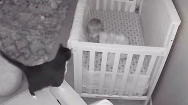 Кот-герой спасает малыша от няни... смотреть онлайн