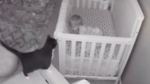 Кот-герой спасает малыша от няни...