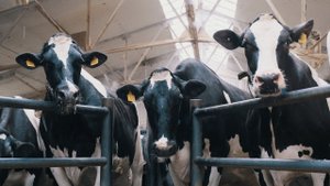 ЗАО имени Ленина