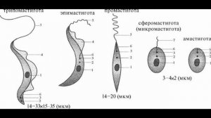 Род Трипаносомы (Trypanosoma)