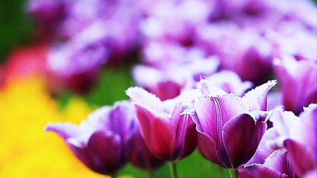CLAYDERMAN - Lamour Tendresse