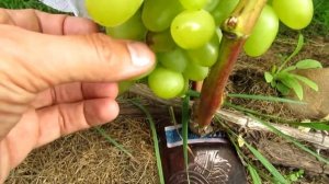 ??Виноград Аркадия (Настя), Минская обл. 2017г.