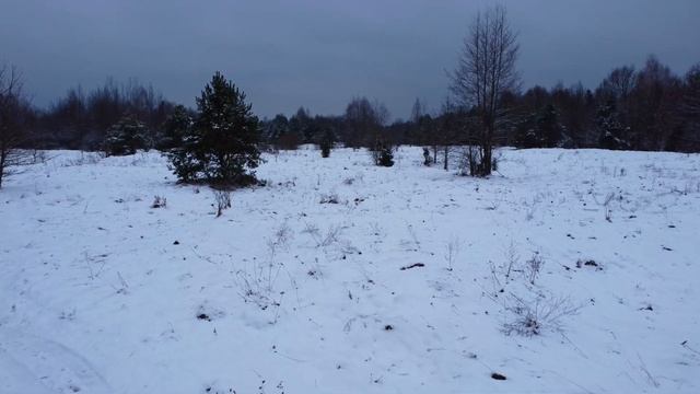 Зима. Снежный лес, 4к. Прогулки