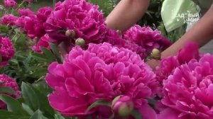 Пионы  Красная группа  Коллекция Юрия Лукоянова. Сайт "Садовый мир"