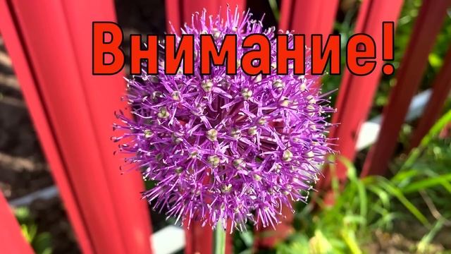 5 июня Духов День. Что нельзя делать в Духов День. Народные традиции и приметы и суеверия