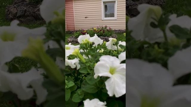 Композиция из петуний в кашпо.?