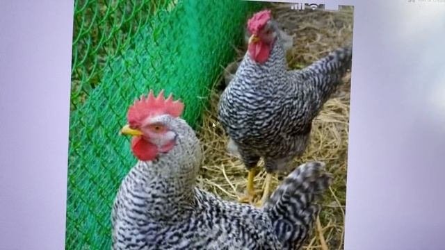 Петух на племя на примере Амрокс. Как отобрать петуха  на племя