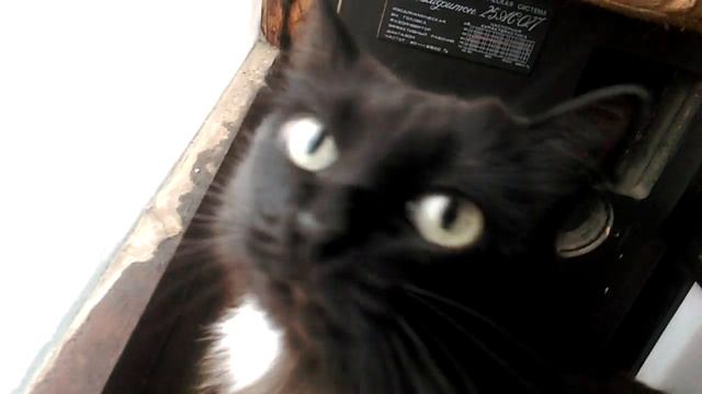 Кошка Чернуха - медвежонок смотреть онлайн