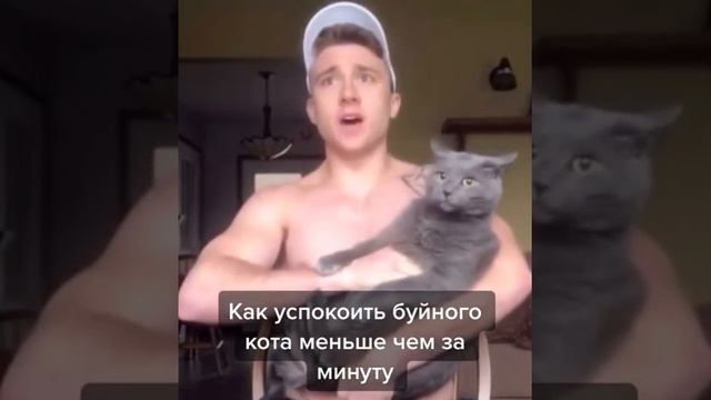 как успокоить буйного кота