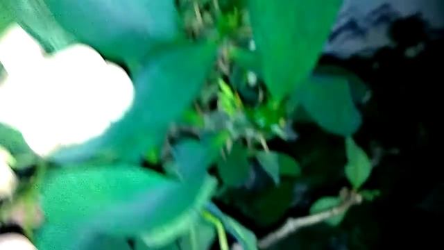 Обильное цветение молочая Миля)))) смотреть онлайн