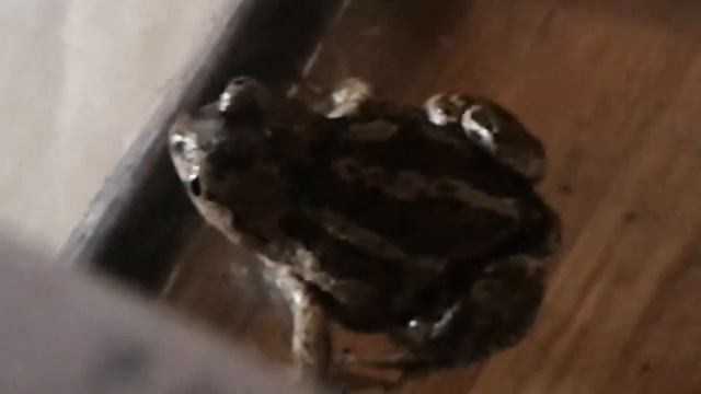 Краснокнижная лягушка!!! смотреть онлайн