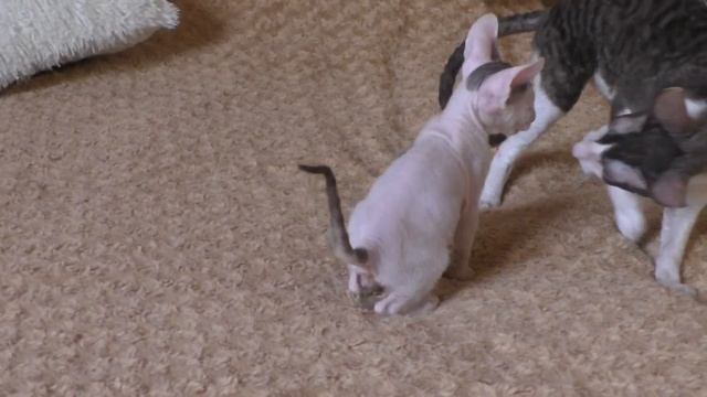 Котёнок корниш рекс. Окрас шоколадный с белым. смотреть онлайн