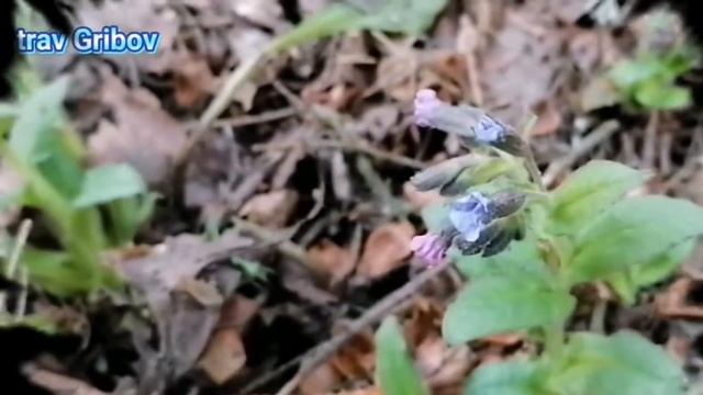 Медуница лекарственная ? втамины из леса ? лечебные свойства lungwort madicinal, forest vitaminus смотреть онлайн