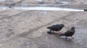 Любовный танец голубя вокруг голубки (Pigeon’s love dance)