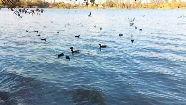 ? ВЛОГ ПАРК СОЛНЕЧНЫЙ ОСТРОВ смотреть онлайн