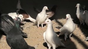 Полет Бакинских голубей Хаджи Гары в Баку!