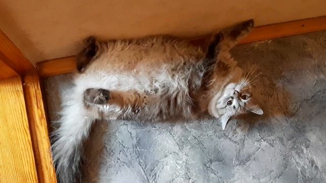 Чешу пузико  Лисёнку. Кошка спит на спине. Funny Cat Lisa. смотреть онлайн