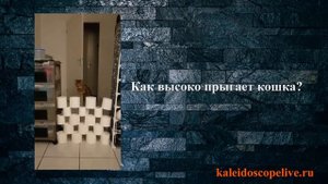 Как высоко прыгает кошка