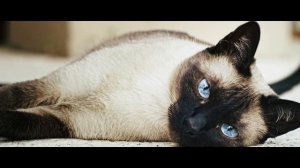 Сиамская кошка, или сиам (Siamese cat) породы кошек( Slide show)!