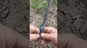 делаем для картошки, тыквы капуста,помидоры.капельный полив