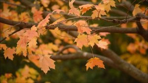 Чтение стихотворения И.Михайловой "Как обидно". Занимаемся вместе.