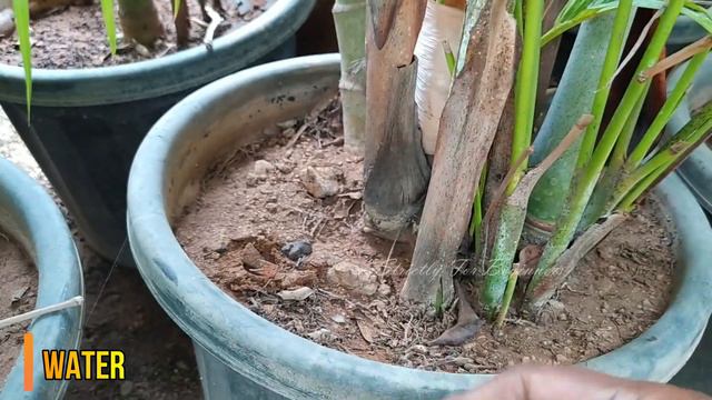 Areca Palm | தமிழ் |  Indoor Plant | Care & Maintenance | Tamil