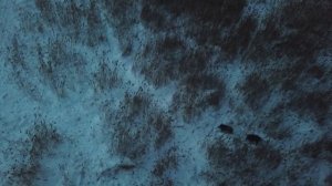 Кабаны с квадракоптера