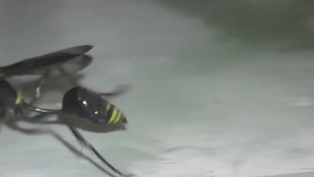 ИНСЕКТАРИЙ: 45. Пелопей Безобразный (Sceliphron deforme) смотреть онлайн