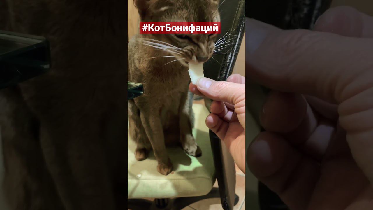 Абиссинский кот очень любит фрукты, овощи и ягоды у него в почёте. #cat #котики #зверьёмоё #коты