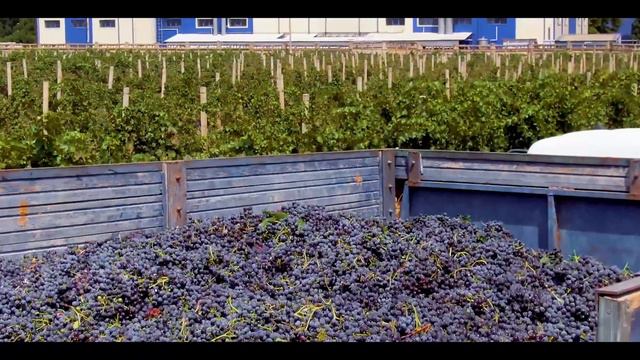 Gəncə Şərab istehsal смотреть онлайн