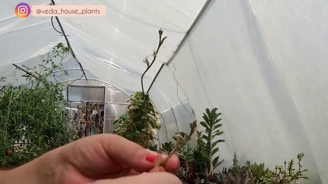 Как получить семена Суккулентов. Опыление Хавортии для получения семян. смотреть онлайн