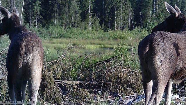 Лоси. смотреть онлайн