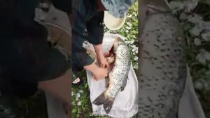 Вскрытие трупа