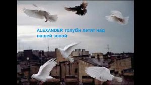 Alexander - Голуби летят над нашей зоной