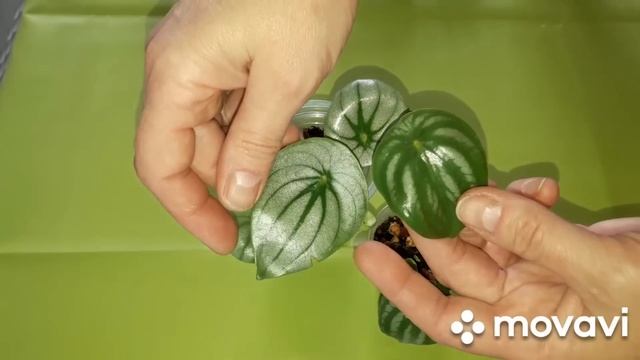 КОМНАТНЫЕ РАСТЕНИЯ(ЦВЕТЫ).ПОСЫЛКА С ШИКАРНЫМИ НОВИНОЧКАМИ!!!