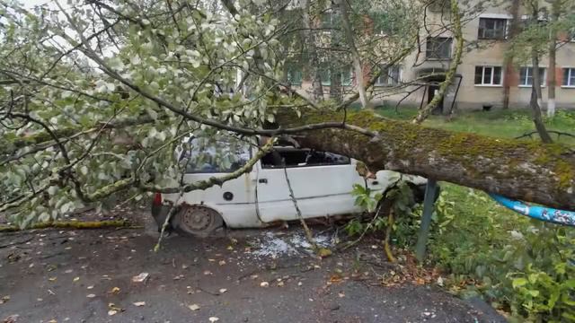 Дерево упало и повредило автомобили