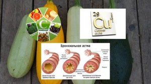 Кабачок Польза и Вред Полезные Свойства