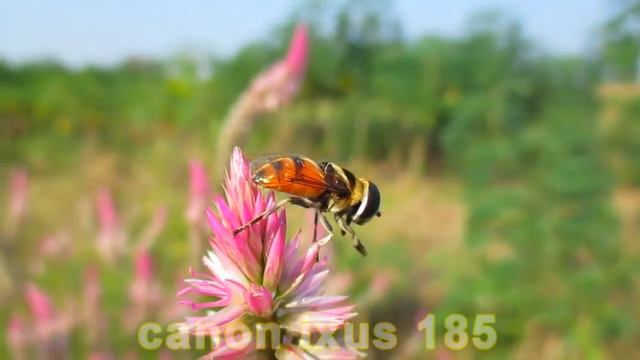 Canon IXUS 185 video เหลือบกินน้ำหวาน แมลงสวยงาม смотреть онлайн