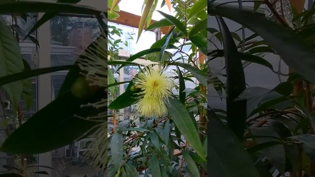 Rose Apple (Syzygium jambos) first flowers