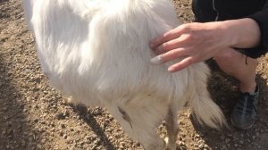 Коза перед окотом. Петля припухла и разгладилась. Налилось вымя. Жизнь в деревне.