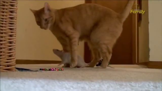 Невероятная дружба кошки и крысы смотреть онлайн